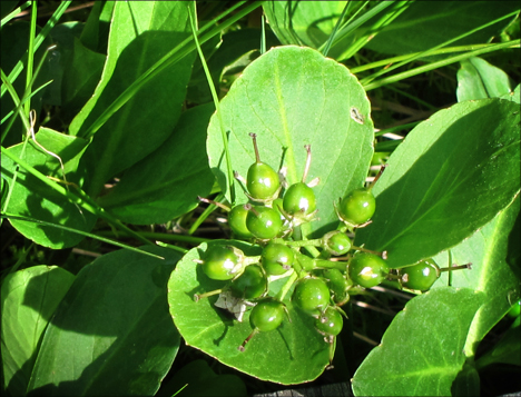 Adirondack Wildflowers:  Buckbean fruiting on Barnum Bog at the Paul Smiths VIC